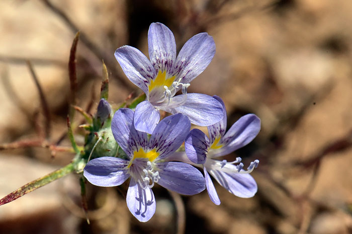 Eriastrum eremicum, Desert Woolystar